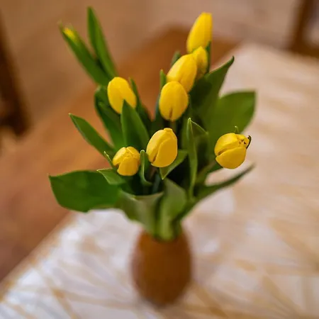 Eko Mamastra 斯扎法拉瑞